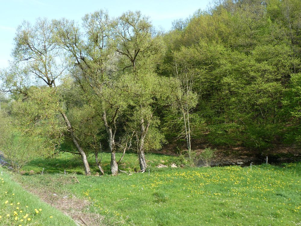 Deutsch-Luxemburgischer Naturpark - Typische Eifellandschaft bei der FeWo